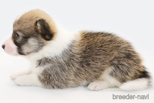 成約済の神奈川県のパピコー:パピヨン×コーギー-338183の2枚目